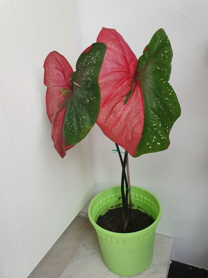 Caladium 'Red Beret' (Rare) Big, Furniture & Home Living ...