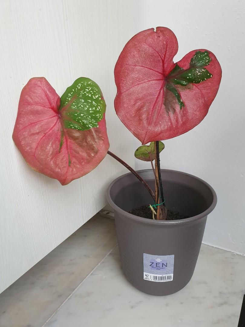 Caladium 'Red Beret' (Rare) M, Furniture & Home Living, Gardening ...