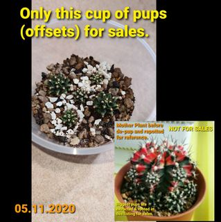 (Category: ) located in . Submitted by mirroreffect (Listing ID 1046931537, Image 1). Description: .