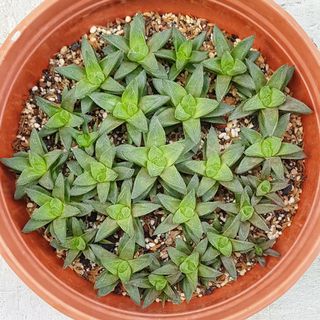 (Category: ) located in . Submitted by succulent.yinn (Listing ID 1046995771, Image 1). Description: .