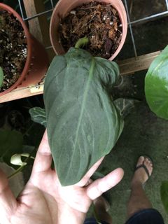 (Category: ) located in . Submitted by the_plantnerd (Listing ID 1046995773, Image 1). Description: .