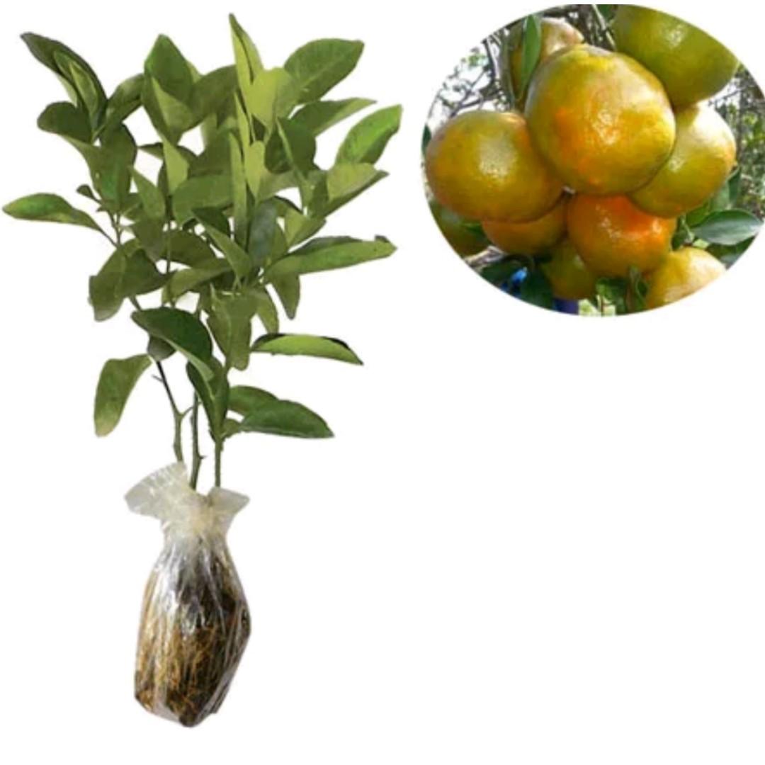 13 Jenis Tanaman Hias Buah