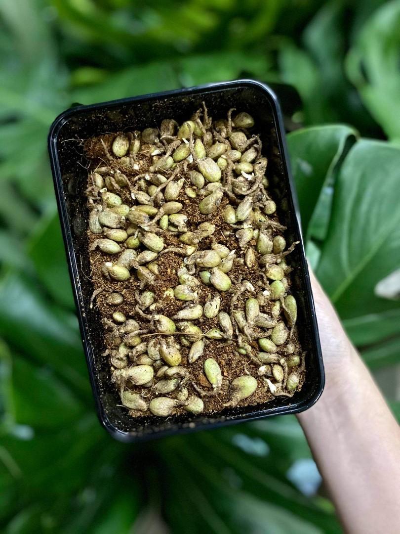 Monstera Deliciosa Seed Php 120 Minimum Of 5 Seeds Gardening Flowers Plants On Carousell