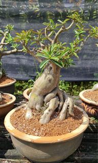 (Category: ) located in . Submitted by naokibonsai (Listing ID 1047200983, Image 1). Description: .