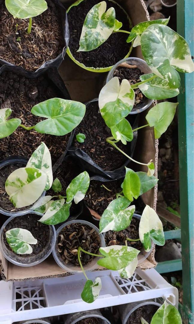 Baby Alocasia Albo Variegated Gardening Flowers Plants On Carousell