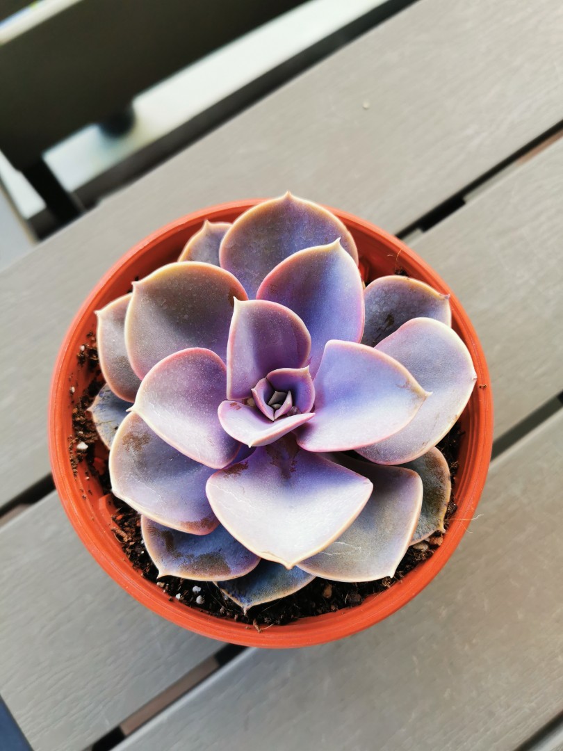 Big Succulents Plant 10cm Furniture Home Living Gardening Plants Seeds On Carousell