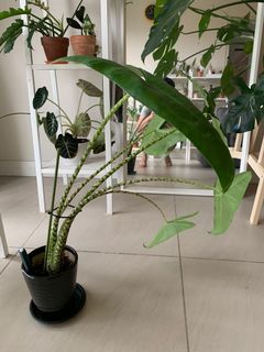 (Category: ) located in . Submitted by plantually (Listing ID 1047204502, Image 1). Description: .