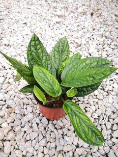 Monstera karsentanium 'sp peru'