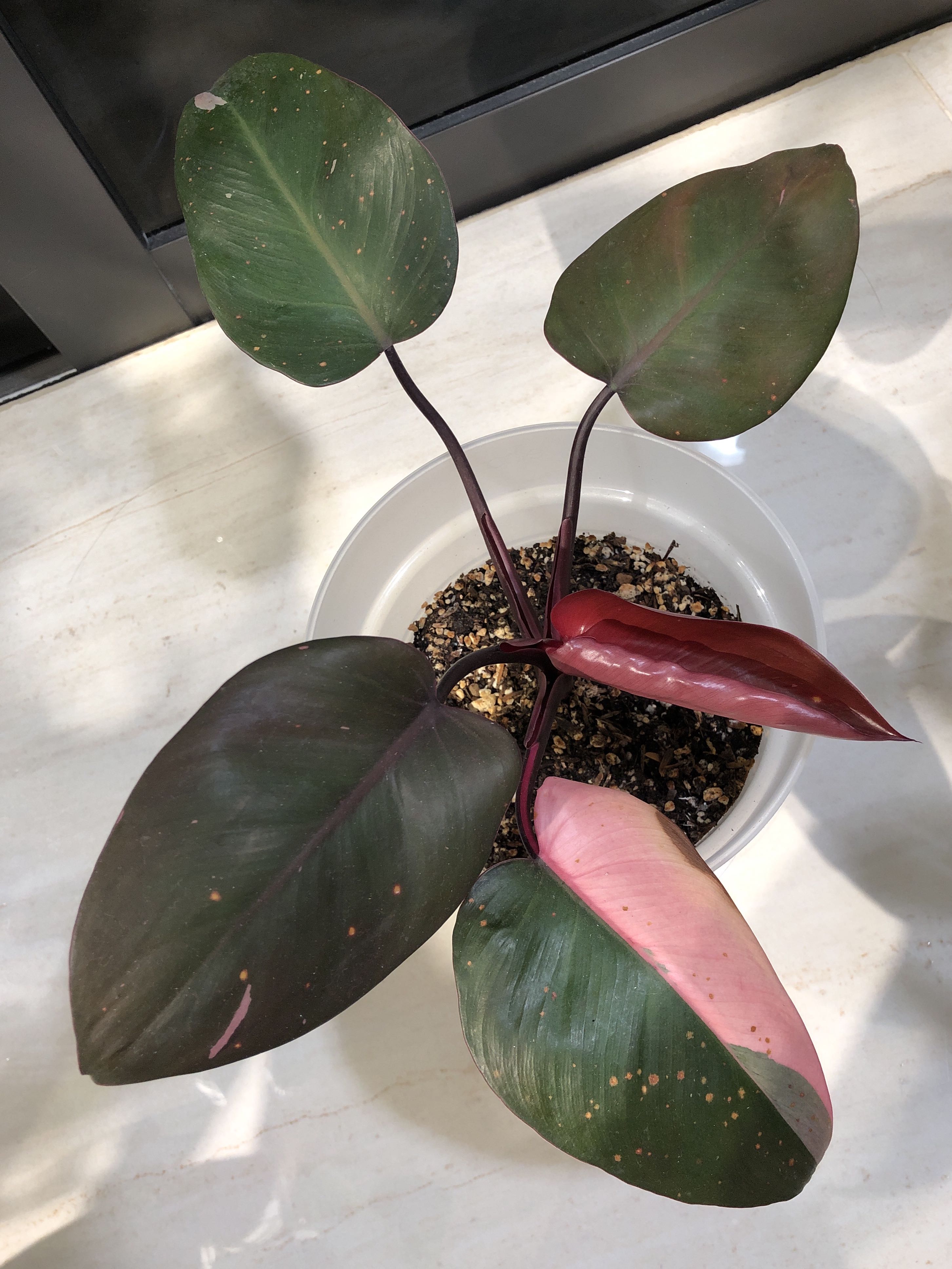Philodendron pink princess, Furniture & Home Living, Gardening ...
