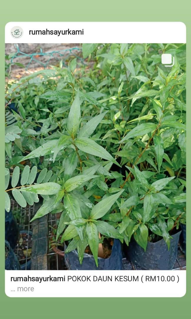 Pokok Kesum Daun Kesum Home Furniture Gardening On Carousell