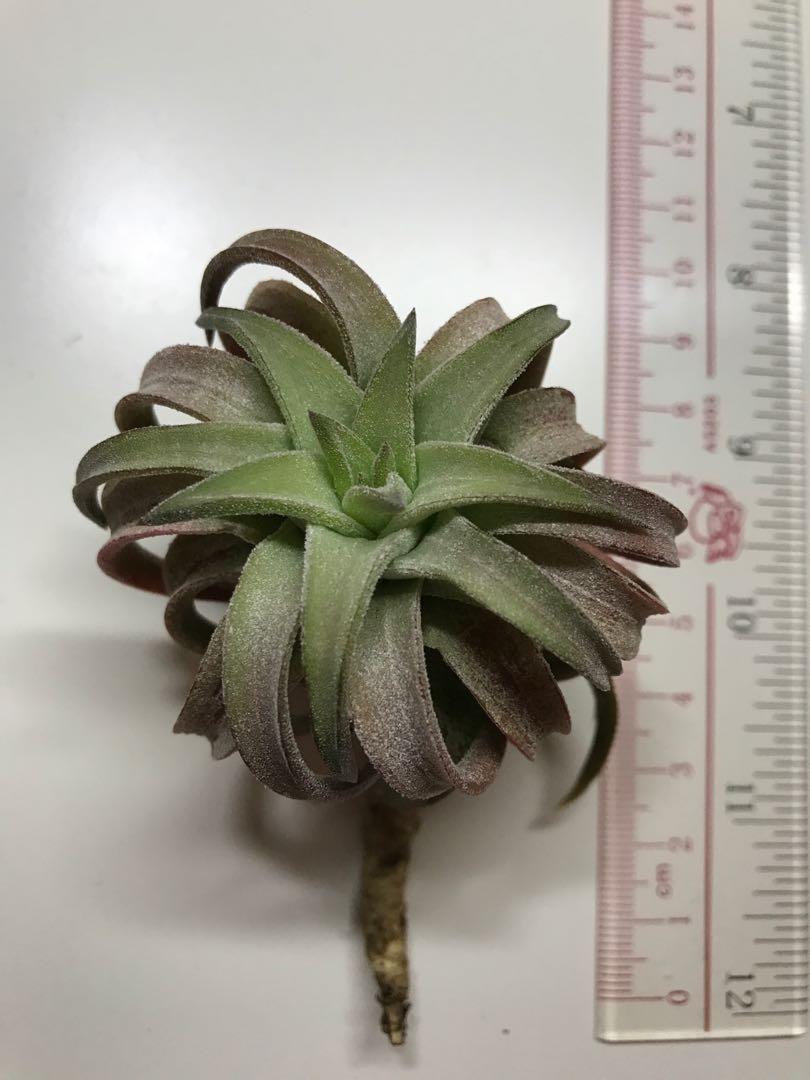 T Ionantha Var Van Hyningii Jumbo 醬爆小精靈 萬汗精靈 傢俬 家居 園藝 土壤和肥料 Carousell