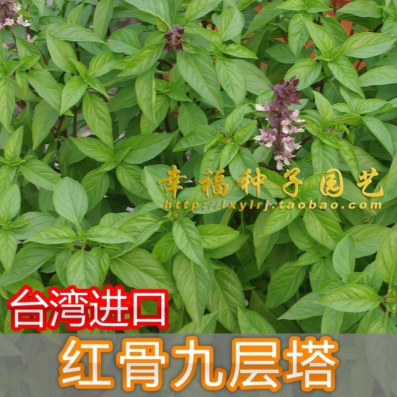 Taiwan Basil seeds imported from Taiwan( 20 grains), Furniture & Home Living, Gardening, Plants