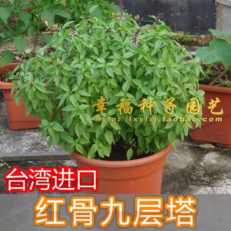 Taiwan Basil seeds imported from Taiwan( 20 grains), Furniture & Home Living, Gardening, Plants