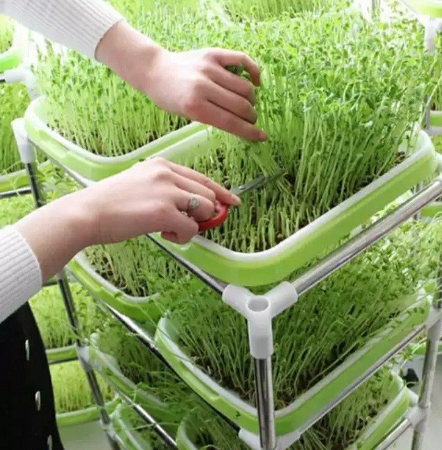 4Tier METAL RACK ONLY for 8 Germination Starter Sprouting Hydroponics