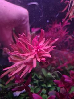 (Category: ) located in . Submitted by algaeboy (Listing ID 1047477897, Image 1). Description: .