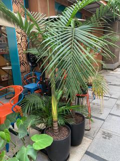 （分類：）位於 。 由 stephaniekkk 提交（商品編號 1047427188，圖片 1）。簡介： 。
