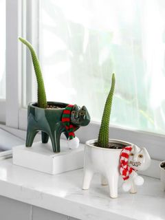(Category: ) located in . Submitted by crazyplantlovers (Listing ID 1047434007, Image 1). Description: .