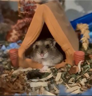 (Category: ) located in . Submitted by hammypals2 (Listing ID 1047538691, Image 1). Description: .