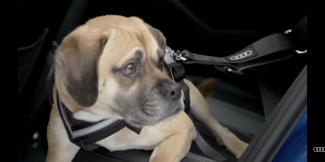 Audi cheap dog harness