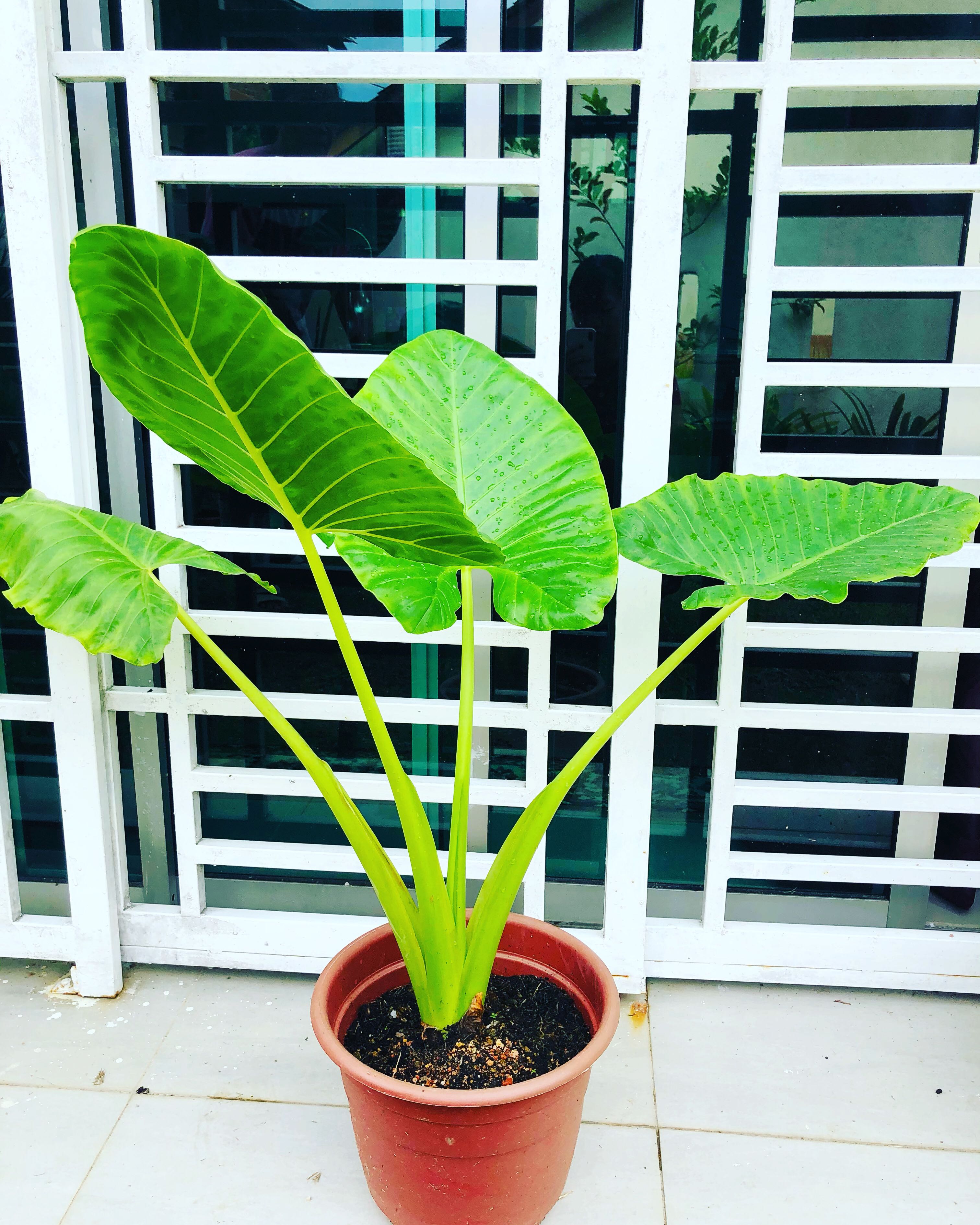 Keladi Gajah Besar Home Furniture Gardening On Carousell