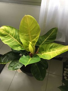 (Category: ) located in . Submitted by time4plants (Listing ID 1047458345, Image 1). Description: .