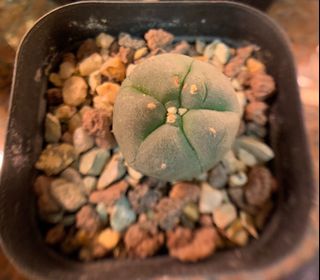 （分類：）位於 。 由 planting.buzz 提交（商品編號 1047789307，圖片 1）。簡介： 。