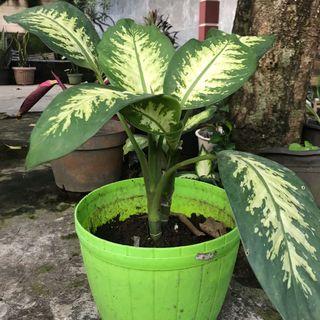 Aglonema hijau