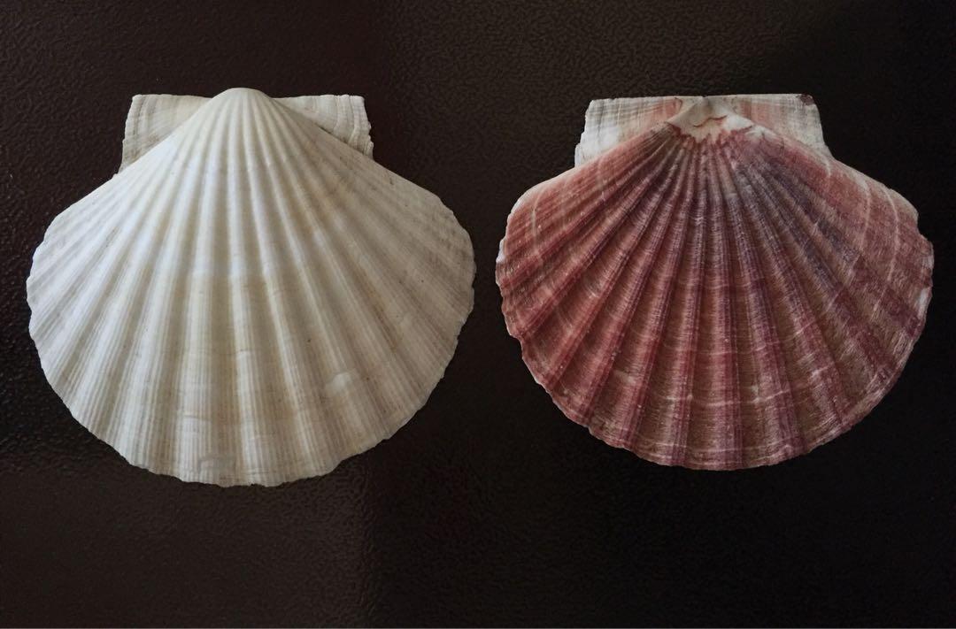 Great Scallop Seashell
