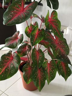 (Category: ) located in . Submitted by time4plants (Listing ID 1047663943, Image 1). Description: .