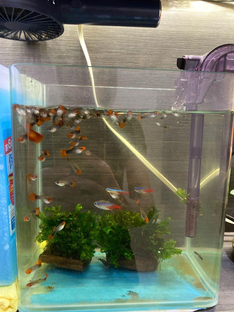 Fish for store adoption