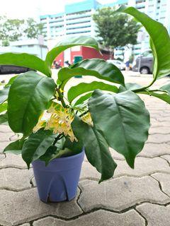 Hoya Plant
