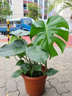 Monstera Plant (Large)
