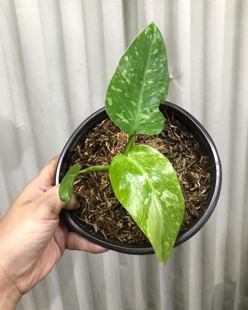 Philodendron Imbe Variegata Furniture Home Living Gardening Plants Seeds On Carousell