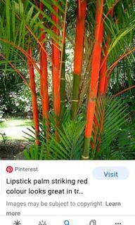 Red Palm tree