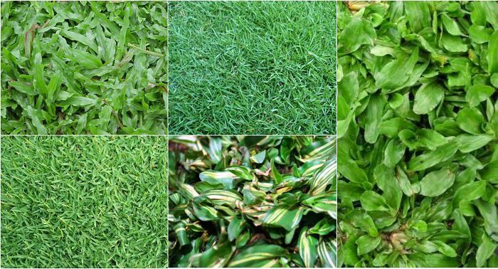 Rumput Hiasan Halaman Home Furniture Gardening On Carousell