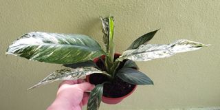 (Category: ) located in . Submitted by tmlock (Listing ID 1047758258, Image 1). Description: .