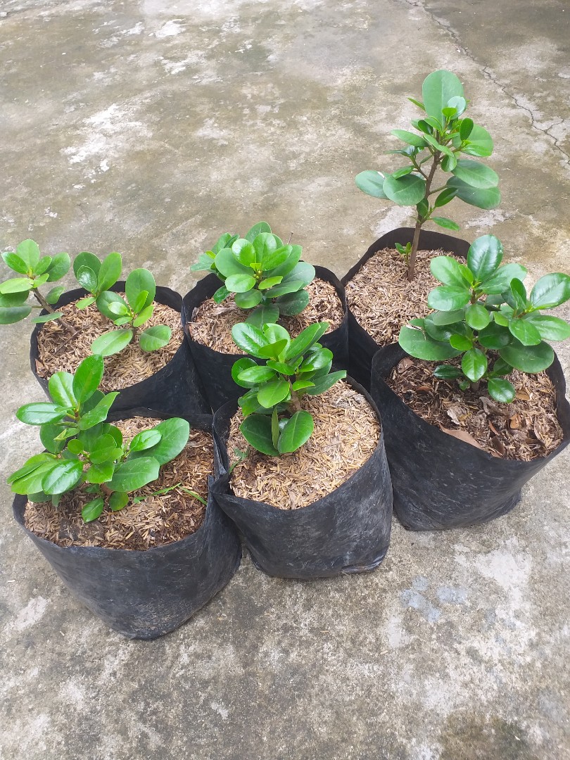 Ficus Nana (for bonsai, dwarf rubber tree, indoor plant) gardening, plants in seedling bags