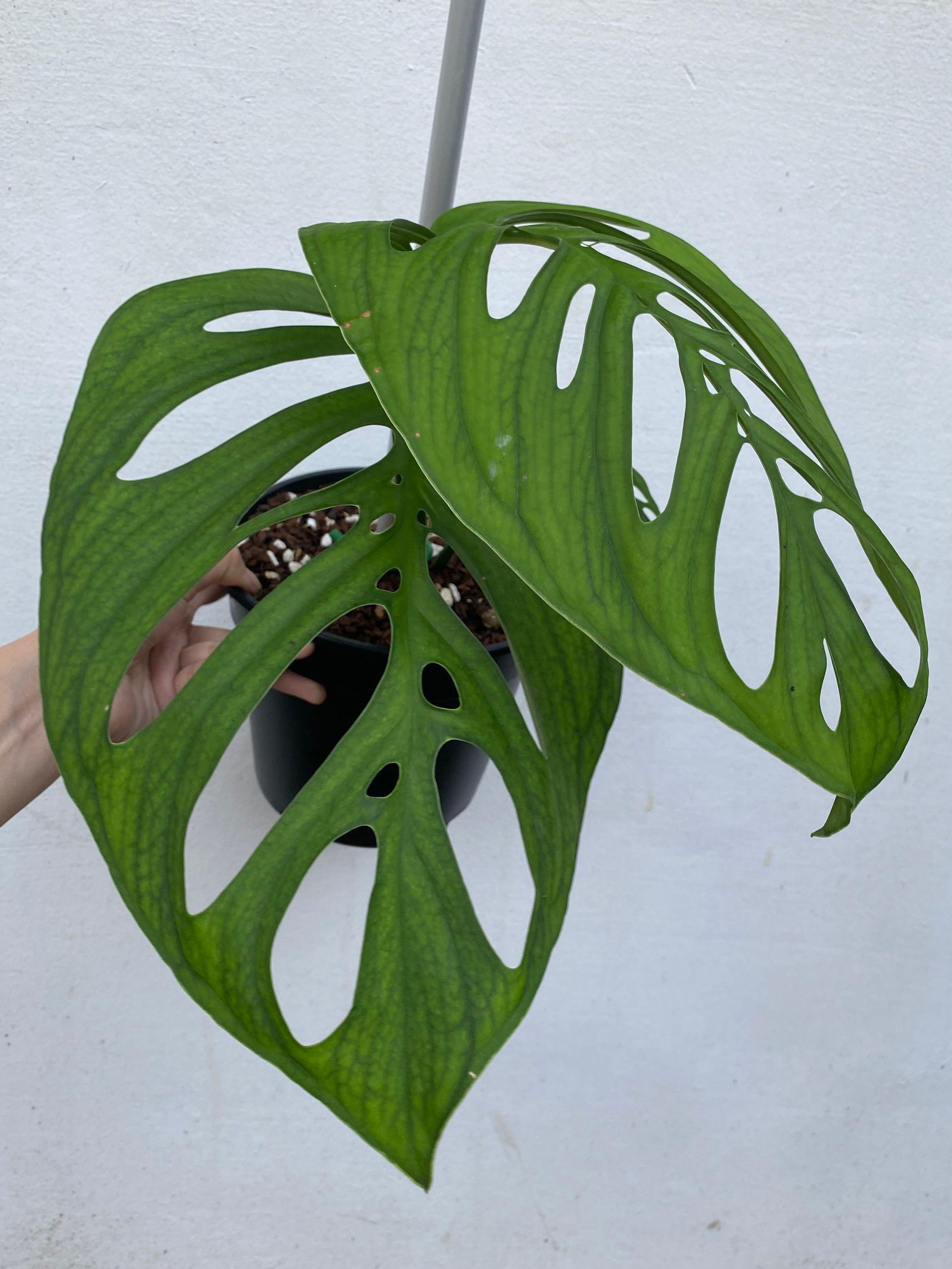 Monstera Esqueleto Top Cutting Plant Gardening Plants On Carousell