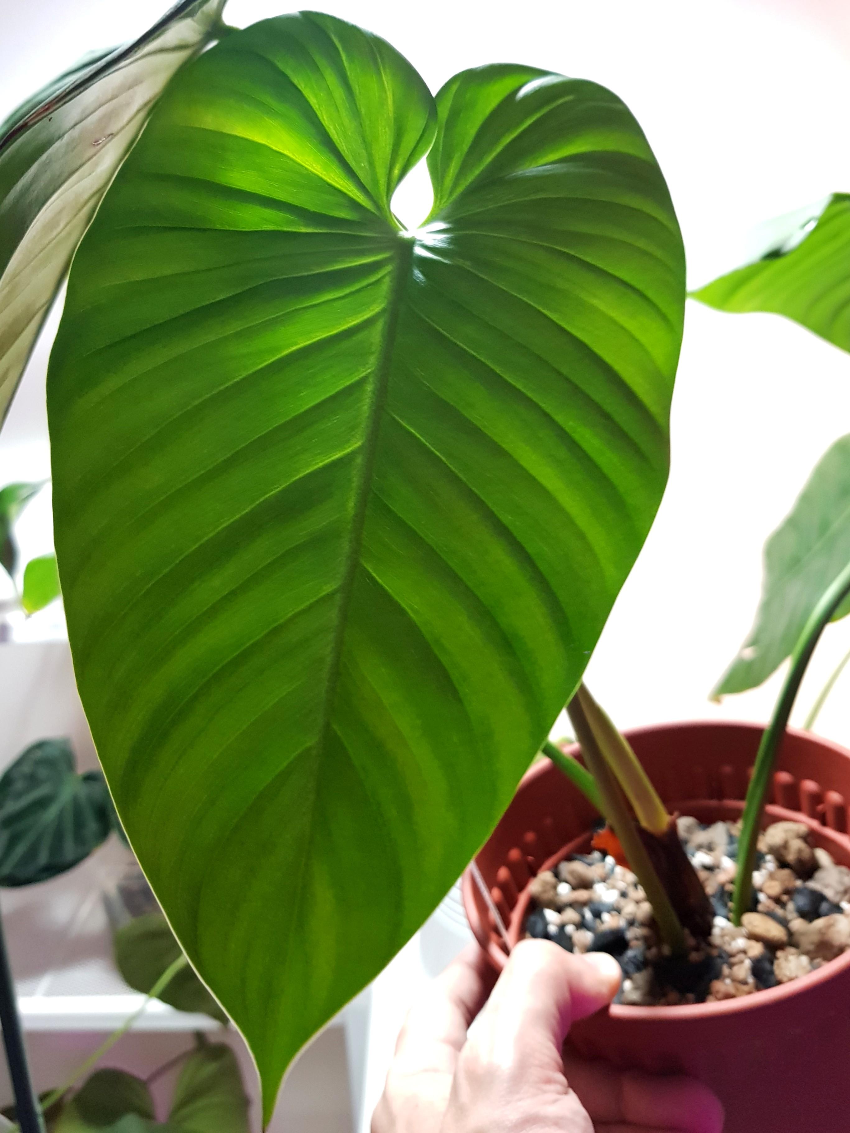 Philodendron Montanum Furniture Home Living Gardening Plants Seeds On Carousell