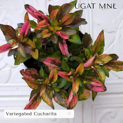 Variegated Cucharita, Furniture & Home Living, Gardening, Plants ...