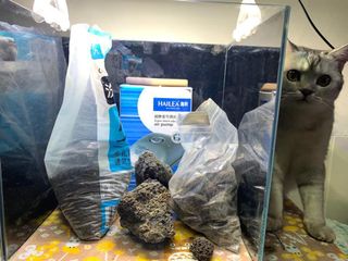 （分類：）位於 。 由 joyceyip97 提交（商品編號 1052895554，圖片 1）。簡介： 。