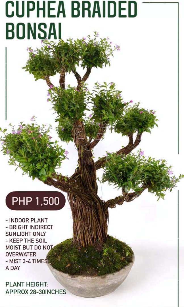Cuphea Flowering Bonsai Tree Broom Style Plants Seeds Bulbs Ka Pesi Garden Outdoors