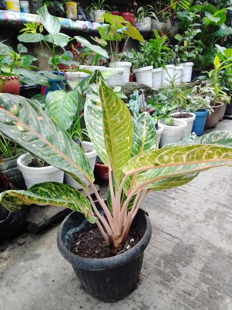 Doña Carmen Chinese evergreen (Category: Plants & Seeds) located in Caloocan City. Submitted by willfull (Listing ID 1052896131, Image 2). Description: Herbaceous plant up to 1.2 m tall. Large elliptic leaves narrow to a soft, thin tip. Green leaves are heavily spotted with cream-coloured blotches. The midvein is prominently marked by a thick pink stripe, while the veins branching off the midvein are lightly marked with pink, diffuse streaks..
