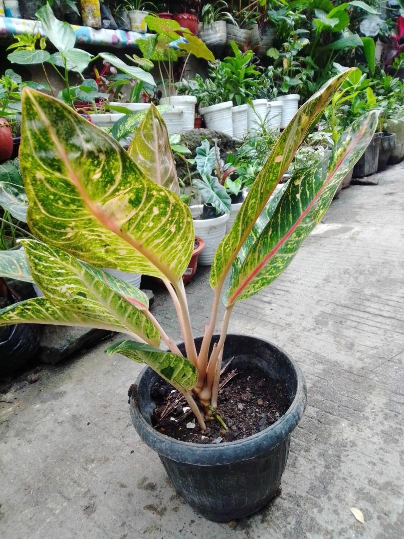 Doña Carmen Chinese evergreen (Category: Plants & Seeds) located in Caloocan City. Submitted by willfull (Listing ID 1052896131, Image 3). Description: Herbaceous plant up to 1.2 m tall. Large elliptic leaves narrow to a soft, thin tip. Green leaves are heavily spotted with cream-coloured blotches. The midvein is prominently marked by a thick pink stripe, while the veins branching off the midvein are lightly marked with pink, diffuse streaks..