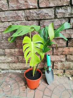 (Category: ) located in . Submitted by webkedai (Listing ID 1052791311, Image 1). Description: .