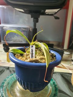 (Category: ) located in . Submitted by shaunnn72 (Listing ID 1052823746, Image 1). Description: .