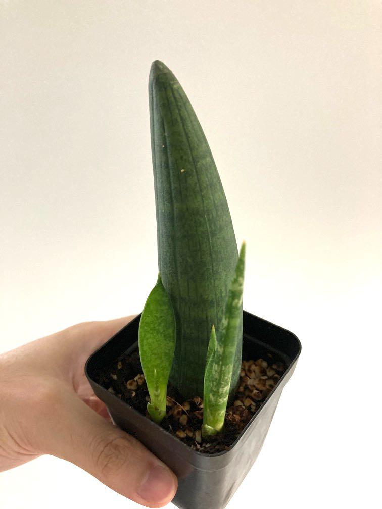 Sanseviera Cylindrica Boncel Rhino Snake Plant Furniture Home Living Gardening Plants Seeds On Carousell