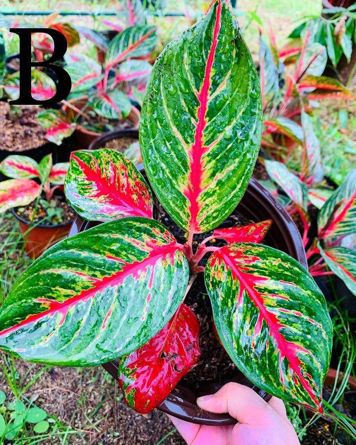 Aglaonema Red Peacock, Furniture & Home Living, Gardening, Plants