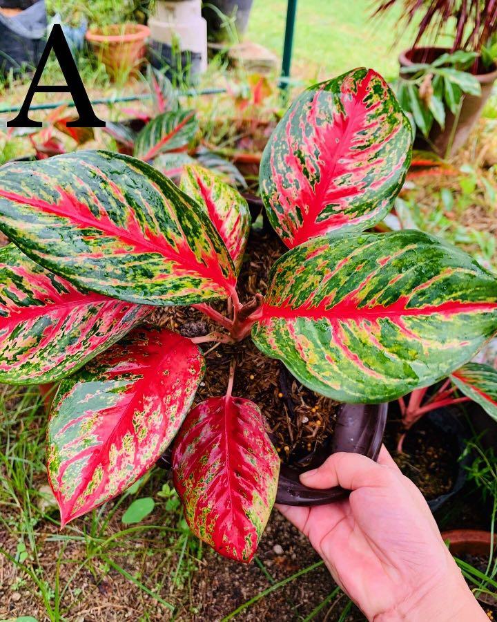 Aglaonema Red Peacock, Furniture & Home Living, Gardening, Plants