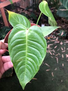 (Category: ) located in . Submitted by the_plantnerd (Listing ID 1054922025, Image 1). Description: .